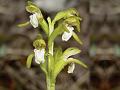 Yellow Coralroot